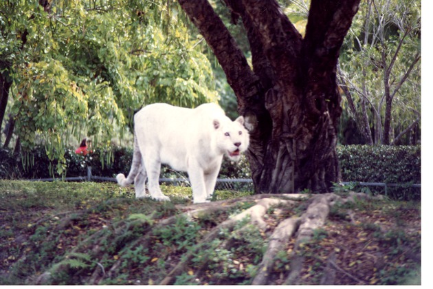 White Bengal tiger standing at the base of a tree in its habitat at Miami Metrozoo