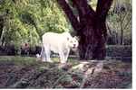[1980/2000] White Bengal tiger standing at the base of a tree in its habitat at Miami Metrozoo
