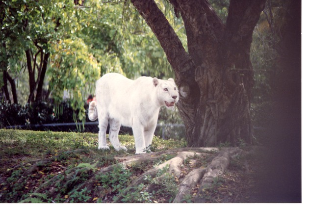 White Bengal tiger standing beside a tree base in its habitat at Miami Metrozoo