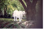 [1980/2000] White Bengal tiger standing beside a tree base in its habitat at Miami Metrozoo