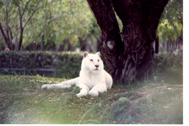 White Bengal tiger laying at the base of a tree in its habitat at Miami Metrozoo