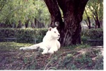 [1980/2000] White Bengal tiger laying regally at the base of a tree in its habitat at Miami Metrozoo