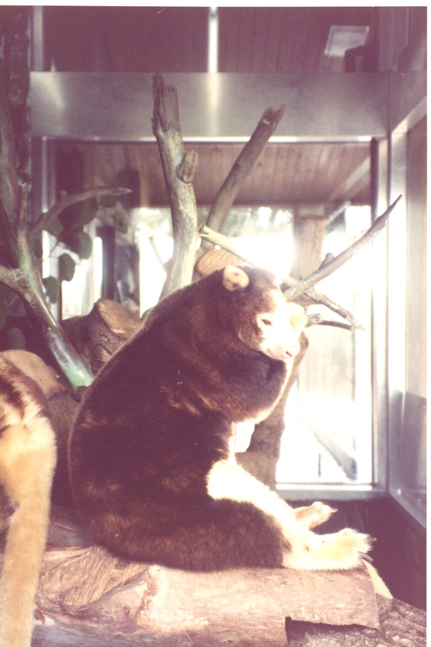 Side view of a Matschie's tree kangaroo sitting on its habitat's structure at Miami Metrozoo