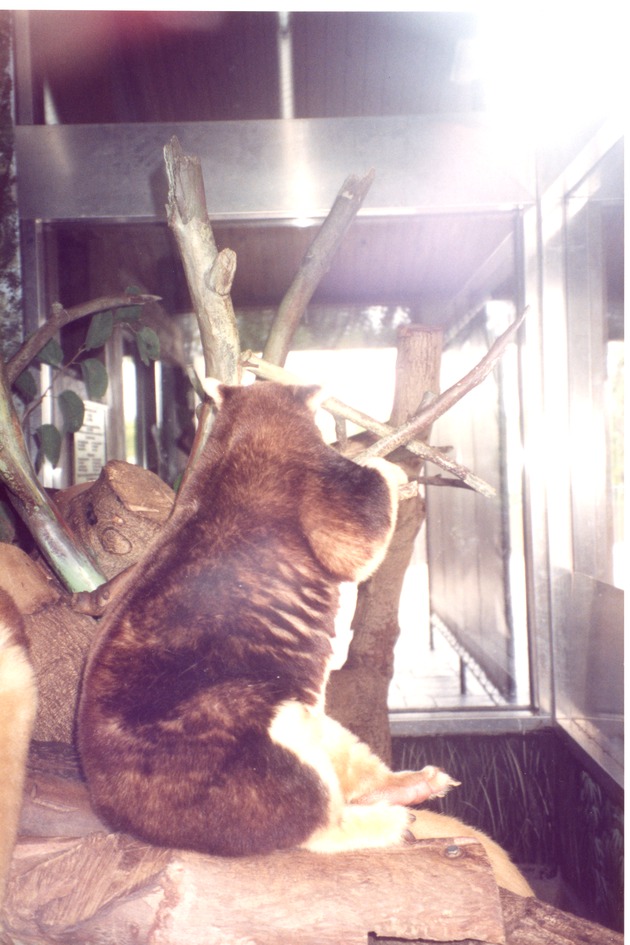 Matschie's tree kangaroo turned away sitting in its habitat at Miami Metrozoo