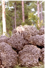 Young ibex standing atop boulders in its habitat at Miami Metrozoo
