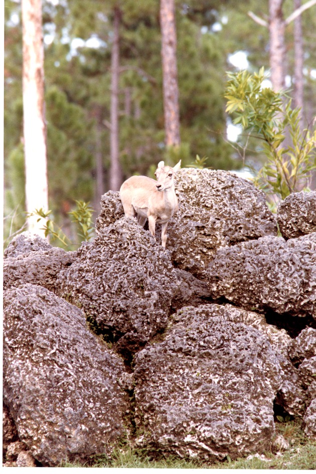 Young ibex climbing through the boulders in its habitat at Miami Metrozoo
