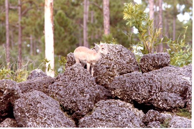 Young ibex climbing over the top of boulders in its habitat at Miami Metrozoo
