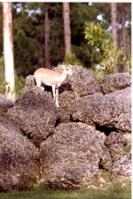 Young ibex climbing on boulders in its habitat at Miami Metrozoo