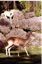 Young ibex on boulders while its mother walks below in their habitat at Miami Metrozoo