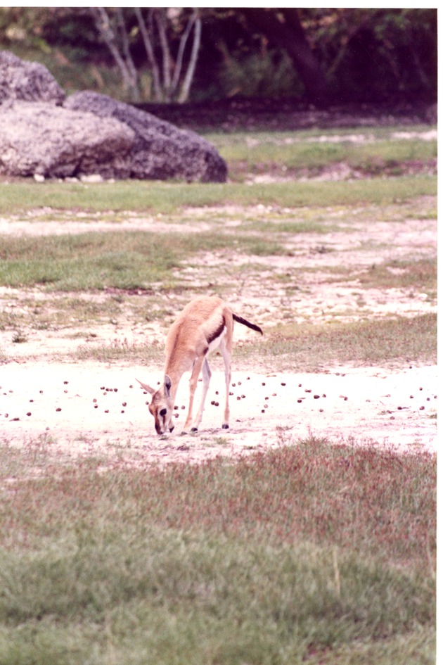 Young Thomson's gazelle grazing in its habitat at Miami Metrozoo