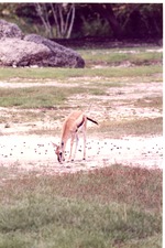 Young Thomson's gazelle grazing in its habitat at Miami Metrozoo