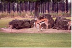Small herd of Thomson's gazelle grazing in their habitat at Miami Metrozoo