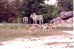 Three Thomson's gazelle and a small herd of Grevy's Zebra grazing in their shared habitat at Miami Metrozoo