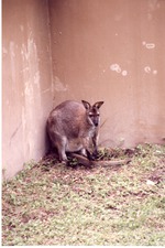 [1980/2000] Wallaby backed up into a corner in its habitat at Miami Metrozoo