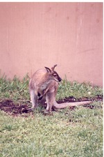 Wallaby in the grass of its habitat at Miami Metrozoo