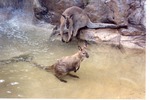 Two Wallabies playing in the habitat's pool next to a waterfall at Miami Metrozoo