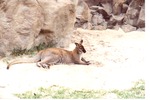 [1980/2000] Wallaby laying in the sand in its habitat at Miami Metrozoo