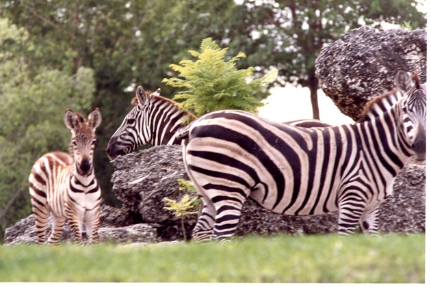 Three Burchell's zebras standing in their habitat at Miami Metrozoo
