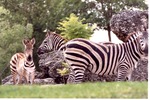 Three Burchell's zebras standing in their habitat at Miami Metrozoo