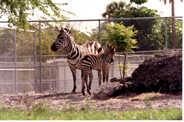 Burchell's zebra and its young standing together in their habitat at Miami Metrozoo