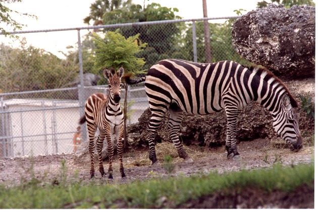 Burchell's zebra grazing with its young following behind at Miami Metrozoo