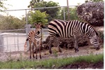[1980/2000] Burchell's zebra grazing with its young following behind at Miami Metrozoo