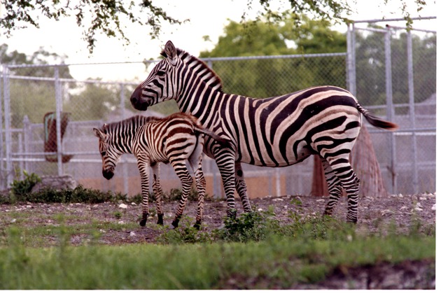 Burchell's zebra walking with its young at Miami Metrozoo