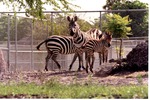 Two adult Burchell's zebras and their young at Miami Metrozoo