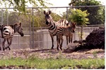 [1980/2000] Three Burchell's zebras grazing together at Miami Metrozoo