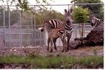 [1980/2000] Three Burchell's zebras grazing together in their habitat at Miami Metrozoo