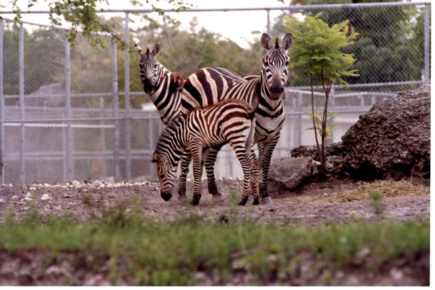Two adult and a young Burchell's zebra standing together in their habitat at Miami Metrozoo