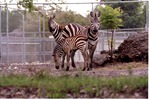 [1980/2000] Two adult and a young Burchell's zebra standing together in their habitat at Miami Metrozoo