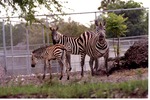 Two adult Burchell's zebras and their young standing together at Miami Metrozoo