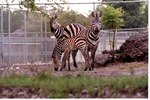 Two adults and one young Burchell's zebra standing together at Miami Metrozoo