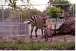 [1980/2000] Young Burchell's zebra with two adults at Miami Metrozoo