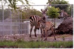 [1980/2000] Young Burchell's zebra in its habitat with two adults at Miami Metrozoo