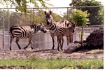 Two adult Burchell's zebras and a young one standing together at Miami Metrozoo