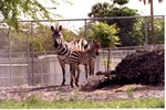 [1980/2000] Burchell's zebra and its young standing together in their habitat at Miami Metrozoo