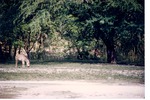 [1980/2000] Lone young Burchell's zebra standing in its habitat field at Miami Metrozoo