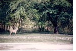 [1980/2000] Young Burchell's zebra standing at attention at Miami Metrozoo