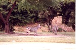 Two adult and a young Burchell's zebra grazing in their habitat field at Miami Metrozoo