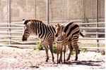 Young Burchell's zebra sanding with an adult at Miami Metrozoo
