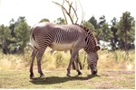 [1980/2000] Adult Grevy's zebra grazing in its habitat at Miami Metrozoo