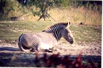 Adult Grevy's zebra laying in the sun in its field at Miami Metrozoo