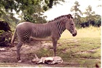 Grevy's zebra standing above its infant who lies at its hooves at Miami Metrozoo
