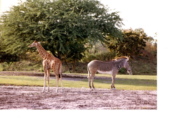 Grevy's zebra and a young reticulated giraffe standing in a field together at Miami Metrozoo