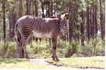 [1980/2000] Grevy's zebra standing in its habitat at Miami Metrozoo