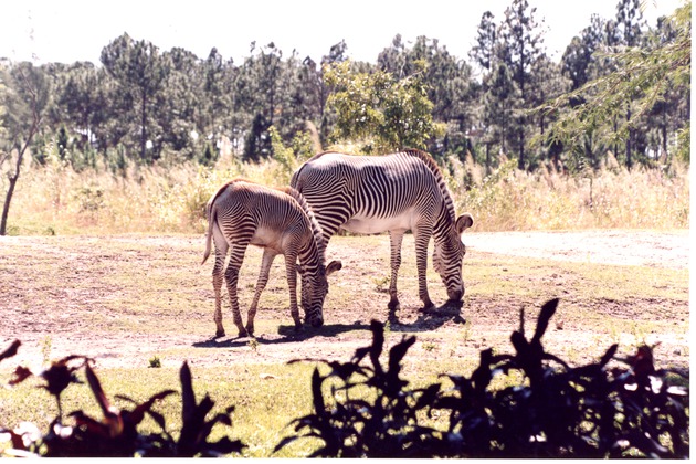 Two Grevy's zebra grazing together in their habitat at Miami Metrozoo