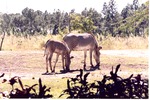 [1980/2000] Two Grevy's zebra grazing together in their habitat at Miami Metrozoo