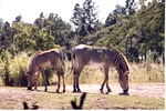 [1980/2000] Two Grevy's zebras grazing in their habitat together at Miami Metrozoo